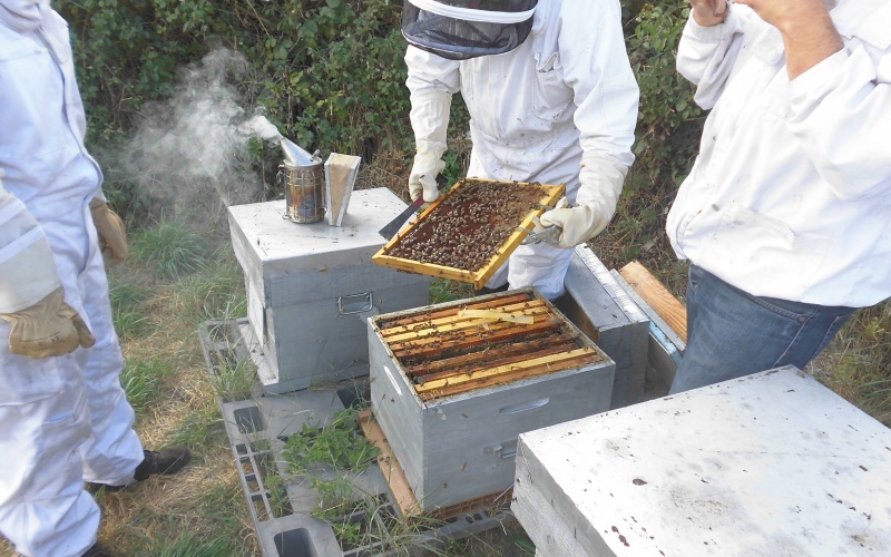 Les abeilles traquent la pollution