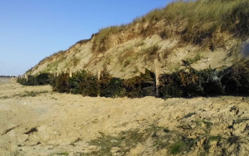 Espaces naturels Les sapins de Noël renforcent les dunes