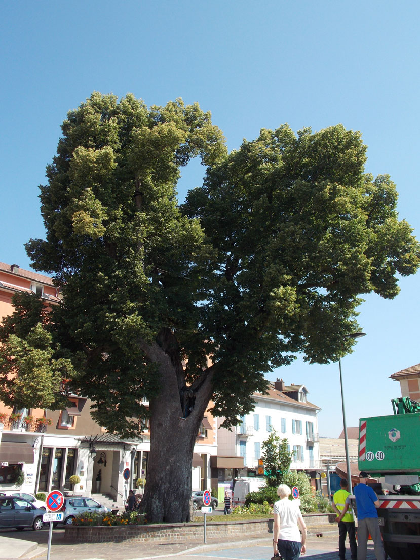 Innover pour sauver des arbres