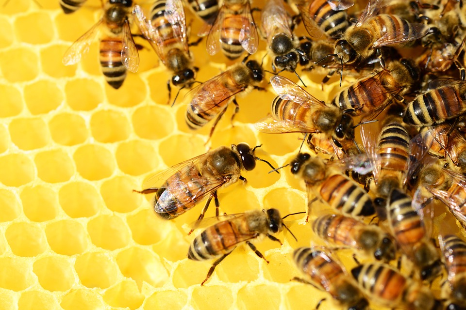 Toujours davantage de ruches à Paris